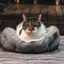 Thumbnail photo of Starlite #3