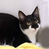 Thumbnail photo of Zoltan #2