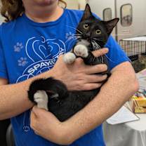 Thumbnail photo of Tux #1