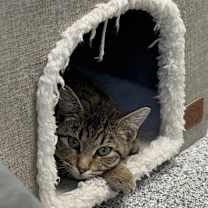 Thumbnail photo of Jet Ski #4