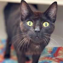 Thumbnail photo of Foster Pratt #2