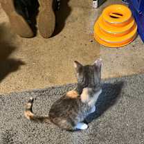 Thumbnail photo of Honey and Sweet Pea #4