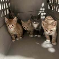 Thumbnail photo of *Sashimi #3