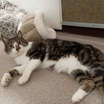 Thumbnail photo of Smudge #2