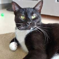 Thumbnail photo of Cashmere #2