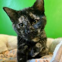 Thumbnail photo of Goldy #1