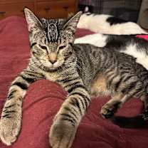 Thumbnail photo of Scooby #1