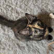 Thumbnail photo of Leopard #4