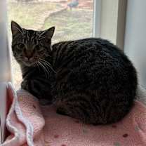 Thumbnail photo of Conga  #2