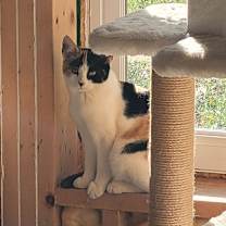 Thumbnail photo of Hi-C #1