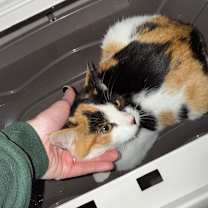 Thumbnail photo of Hi-C #2