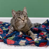 Thumbnail photo of Snow White #2