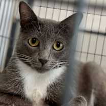 Thumbnail photo of Pumpkin Pie #1