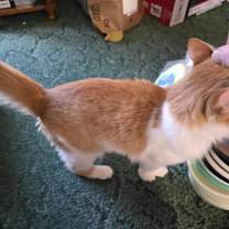 Thumbnail photo of Cricket #2