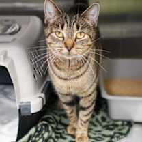 Thumbnail photo of Reine #3