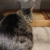 Thumbnail photo of Kettle Corn #3