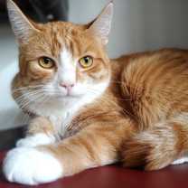 Thumbnail photo of Cupcake #1