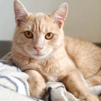 Thumbnail photo of Sienna #1