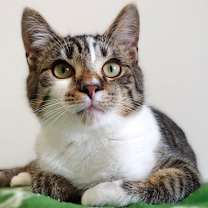 Thumbnail photo of Griffin #1