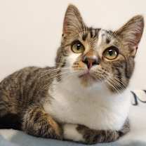 Thumbnail photo of Griffin #2