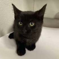 Thumbnail photo of Blair #2