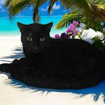 Thumbnail photo of Cuddles #2