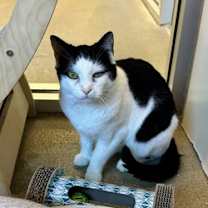 Thumbnail photo of Pette #1