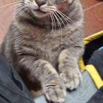 Thumbnail photo of Bandit #2