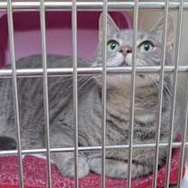 Thumbnail photo of Bandit #3