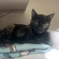 Thumbnail photo of Rolo #3