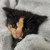 Thumbnail photo of Turtle #2