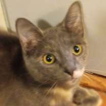 Thumbnail photo of Booh #2