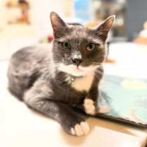 Thumbnail photo of Earl #4