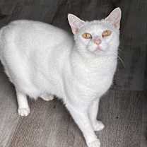 Thumbnail photo of Kixxi #3