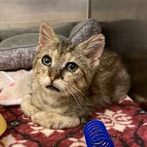 Thumbnail photo of Sandman #3