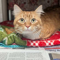 Thumbnail photo of Meliodas #2