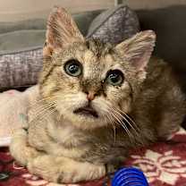 Thumbnail photo of Sandman #4