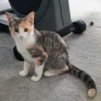 Thumbnail photo of C302 Litter Princess Aurora #1