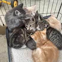 Thumbnail photo of Kittens #1