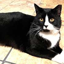 Thumbnail photo of Henry #2