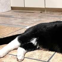 Thumbnail photo of Henry #3