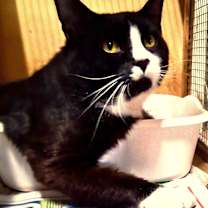 Thumbnail photo of Henry #4