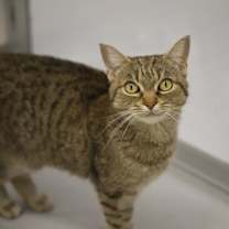 Thumbnail photo of Poppy #2