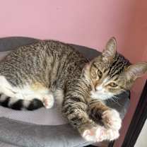 Thumbnail photo of Kia #2