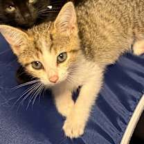 Thumbnail photo of Rowan #1