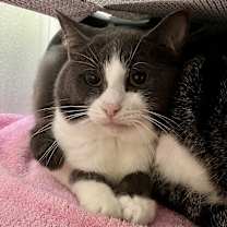 Thumbnail photo of Sleeve #1