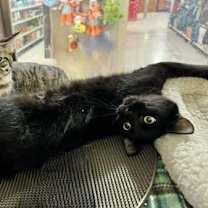 Thumbnail photo of FRED-DAPHNE #2