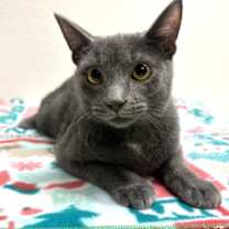 Thumbnail photo of Caspian #3