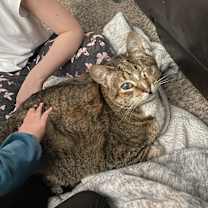 Thumbnail photo of Peter Parker #3