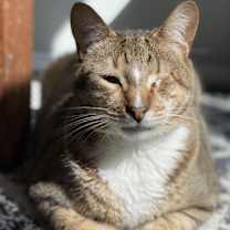 Thumbnail photo of Peter Parker #1